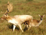 Fallow buck