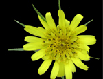Close-up of Tragopogon miscellus inflorescence