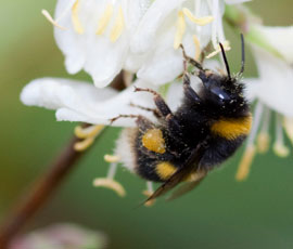 Bombus terrestris worker foraging for pollen on winter flowering honeysuckle (Credit: Dr Thomas Ings)