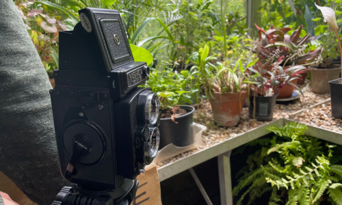 An old fashioned camera set up to take photos of plants