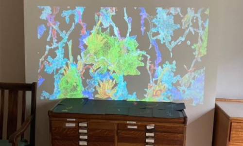 A colourful projection of moss on a wall at the SLBI