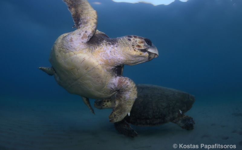 A photo of a sea turtle swimming in the sea