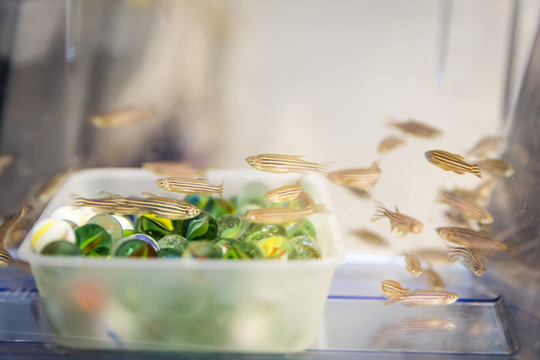 Fish used for research