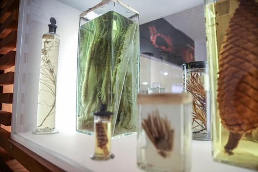 collections of plant samples