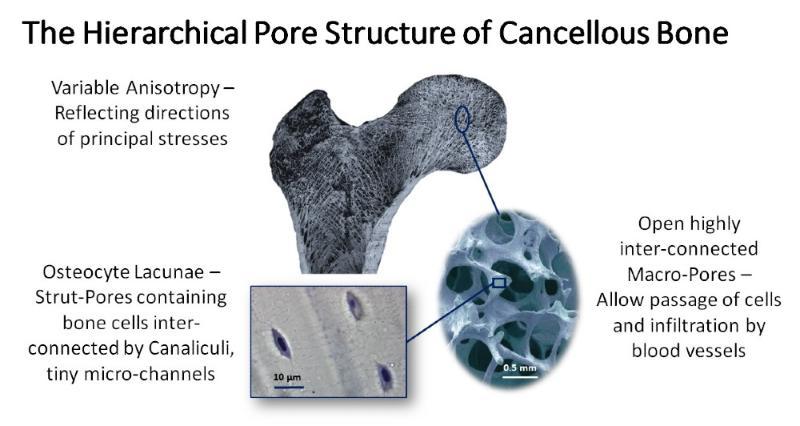 Hierarchical structure of bone