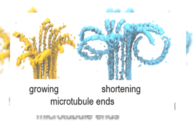 Microtubules