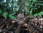 Living Dicuspiditermes termite mound