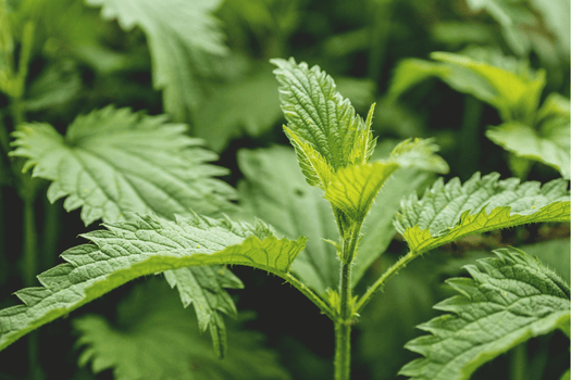 A library of plant genomes - what can we learn about our changing landscape?