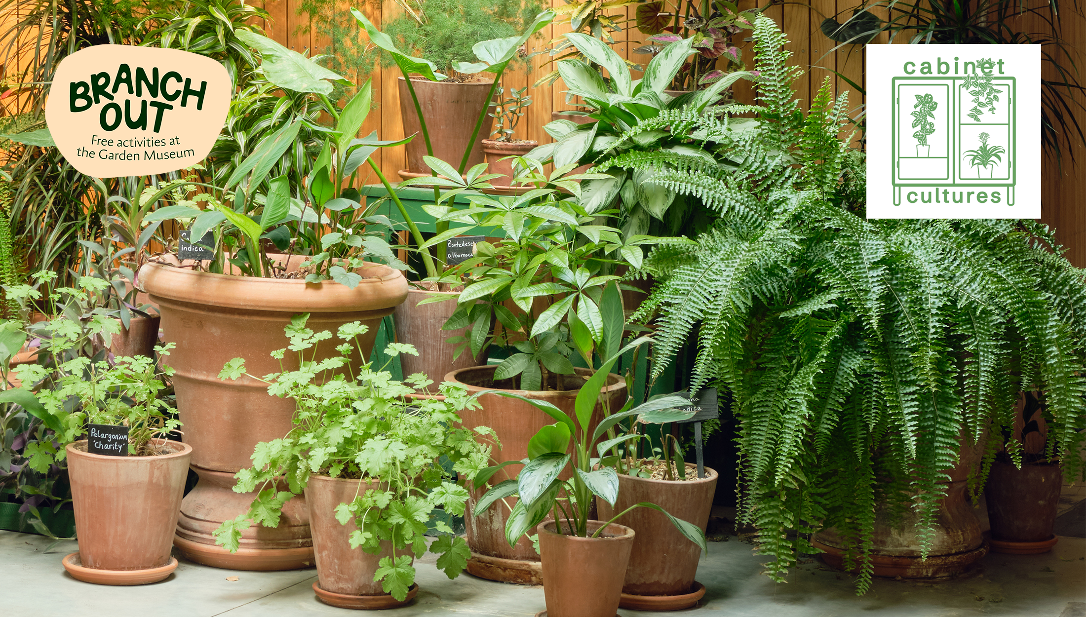 BRANCH OUT | TALK: THE VALUES OF HOUSEPLANTS: A CONVERSATION WITH CABINET CULTURES&rsquo; CURATORS