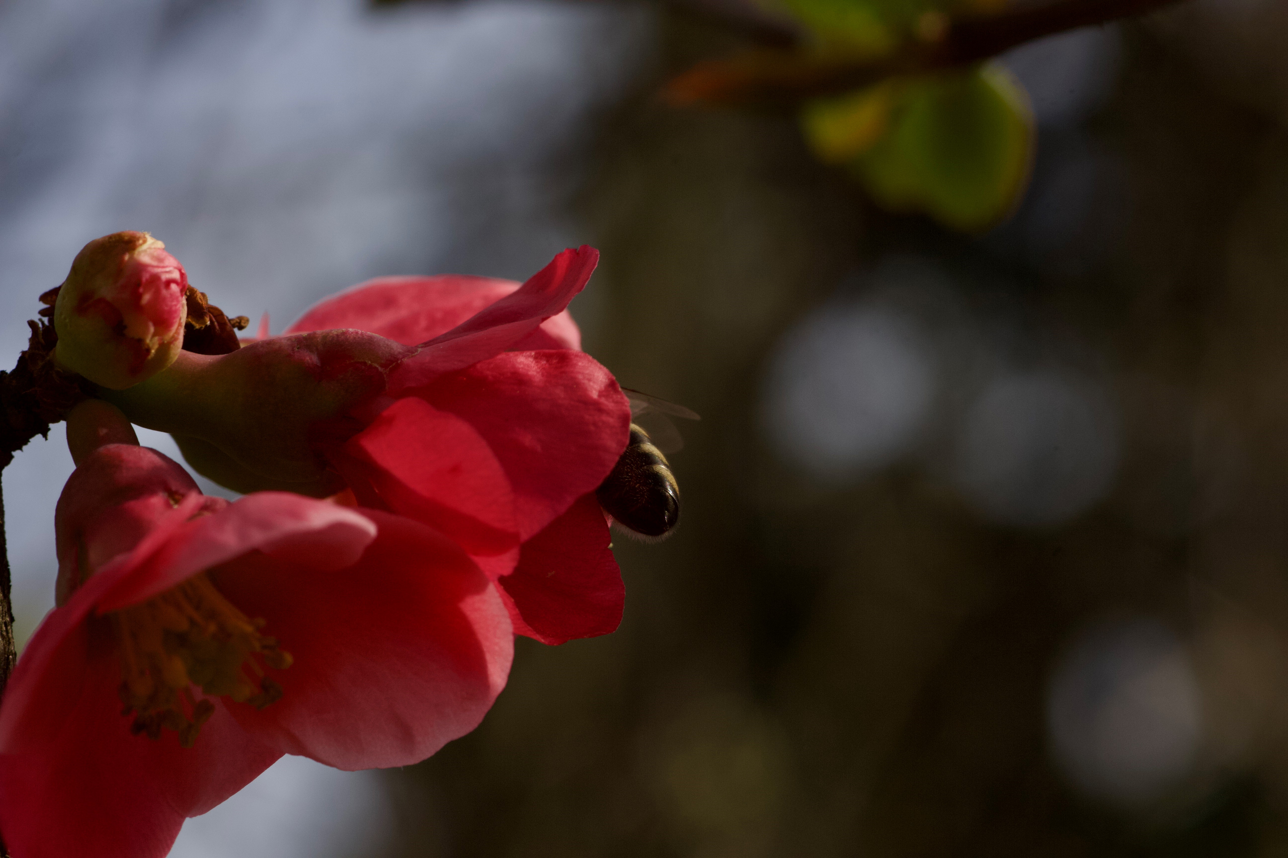 Beekeeping in the End Times (Lecture)