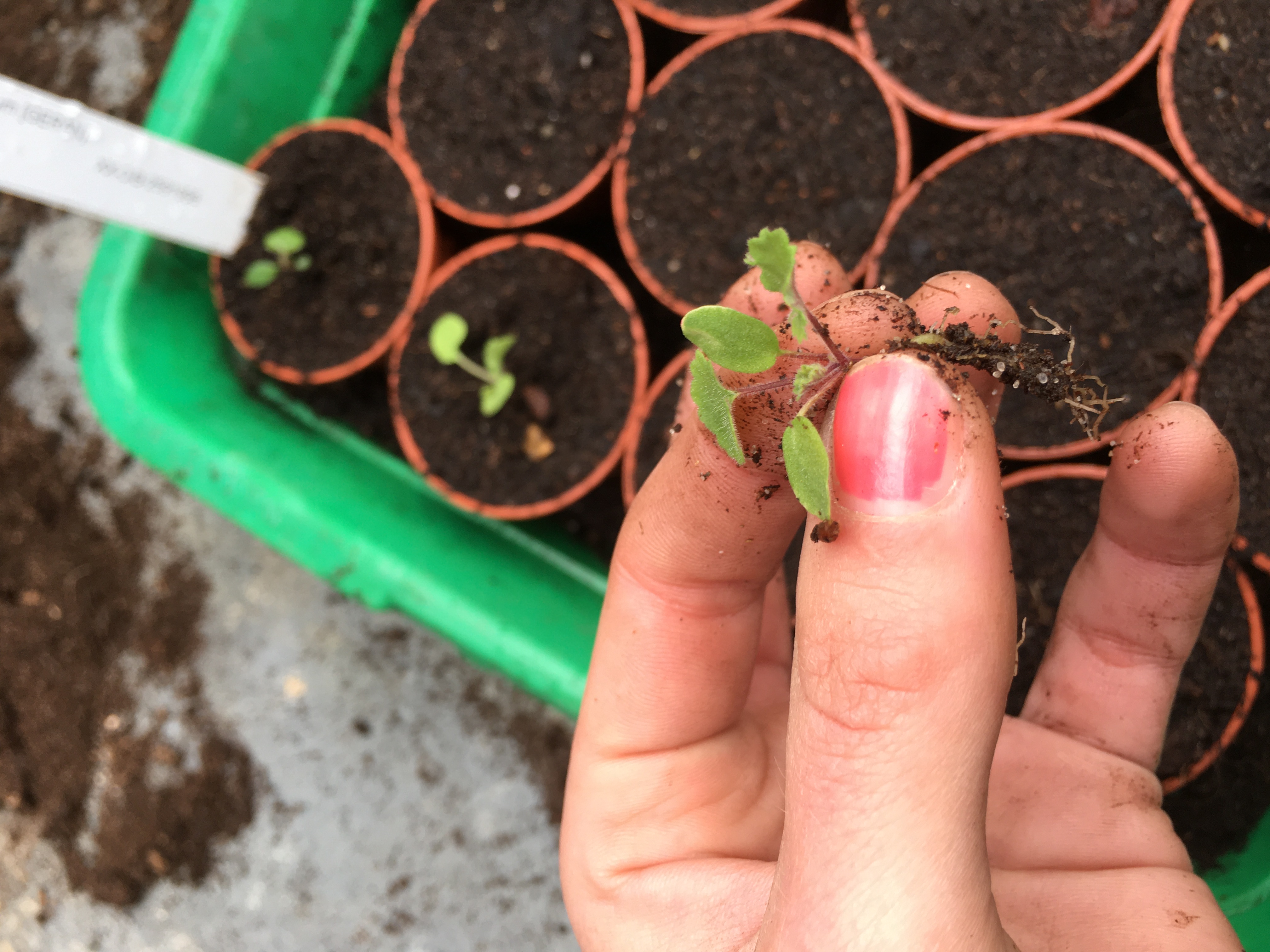 Affect(ion) and the making of the (Botanical) Garden