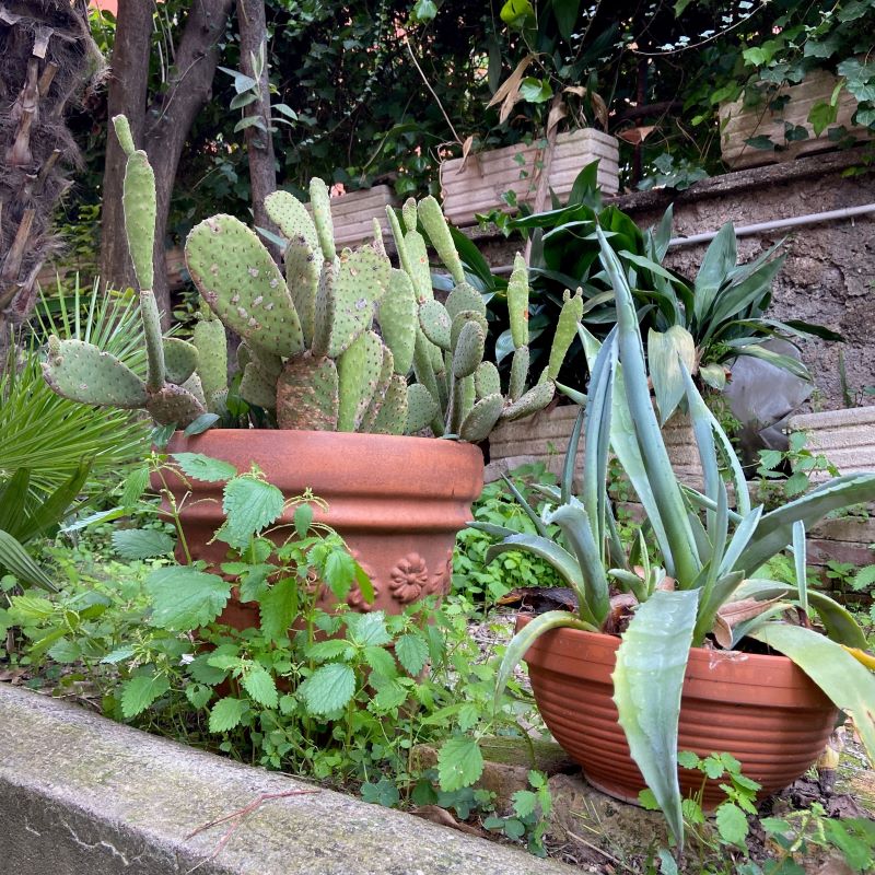 Plant Agency: A Transdisciplinary Reading Group