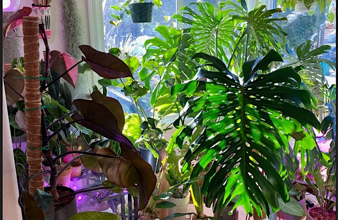 South London Botanical Institute Speaker Series: Houseplant Fever