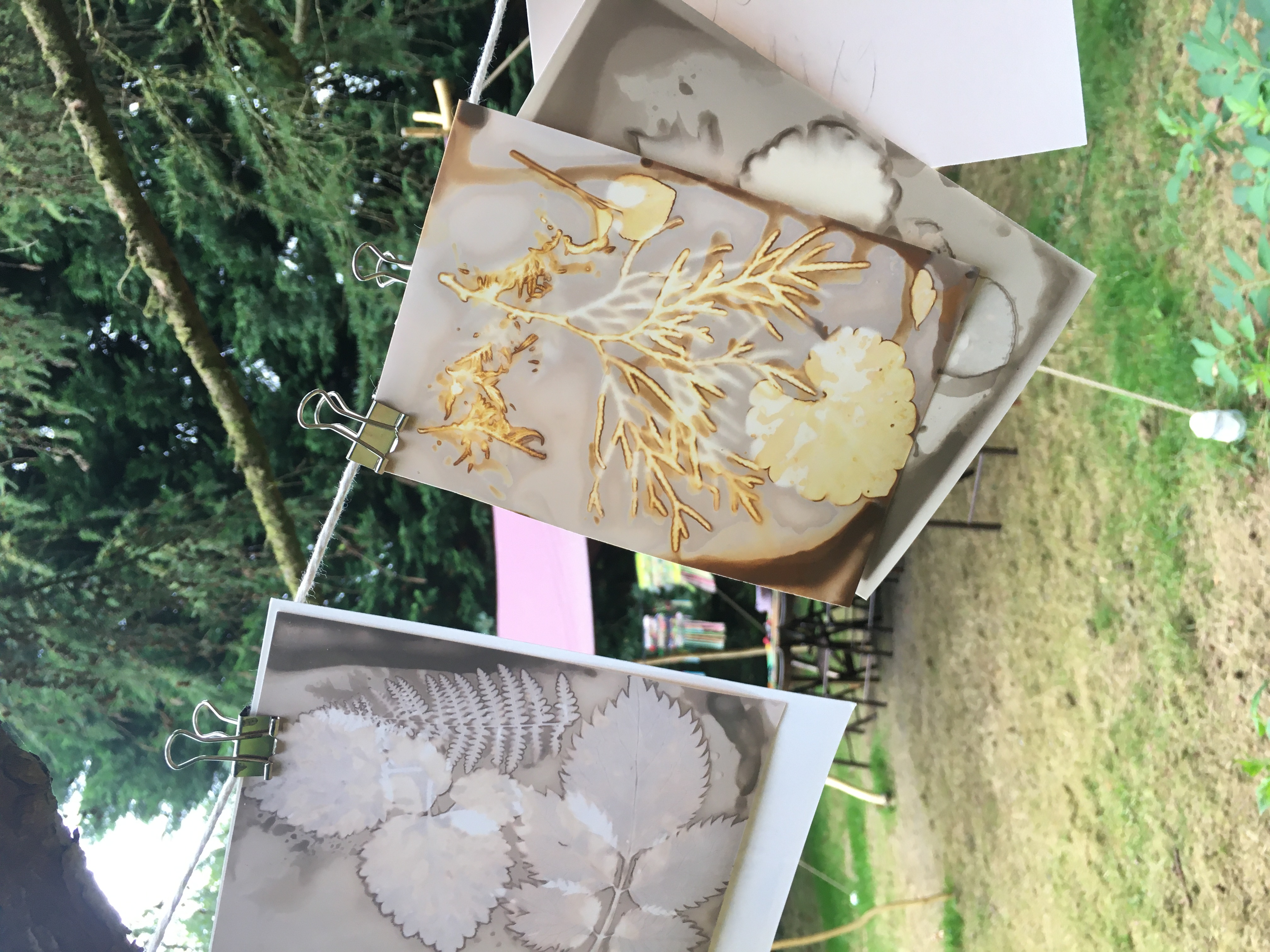 Taking Photos with Plants - It's Chemistry!