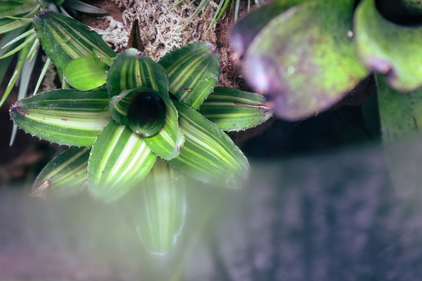 Environmental Futures Lecture Series: Floral Collectivism