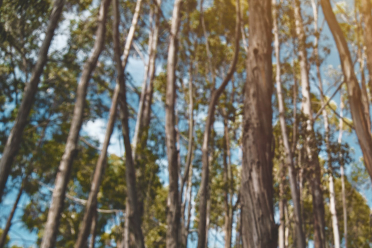 A photo of trees taken from below on a sunny day