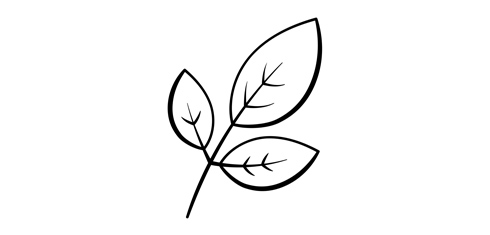 A drawing of three leaves on a stalk.
