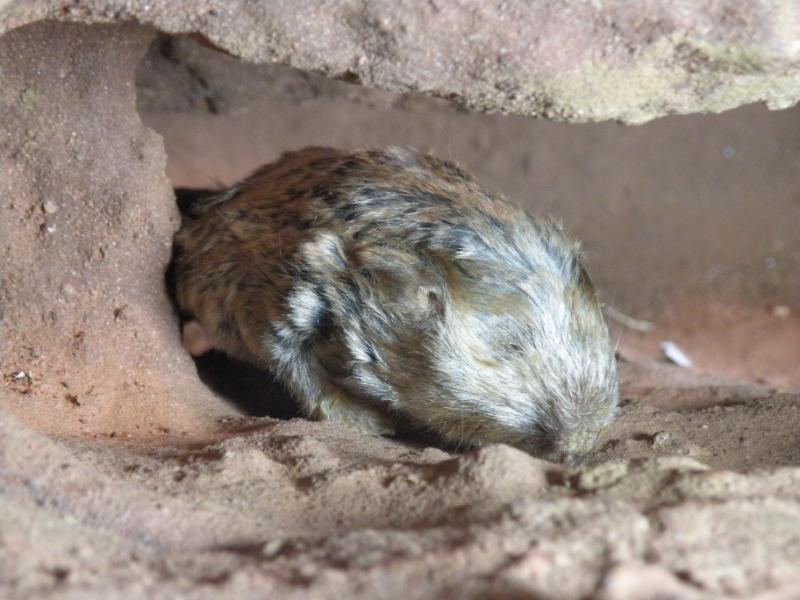  Fukomys livingstoni, emerging from a tunnel