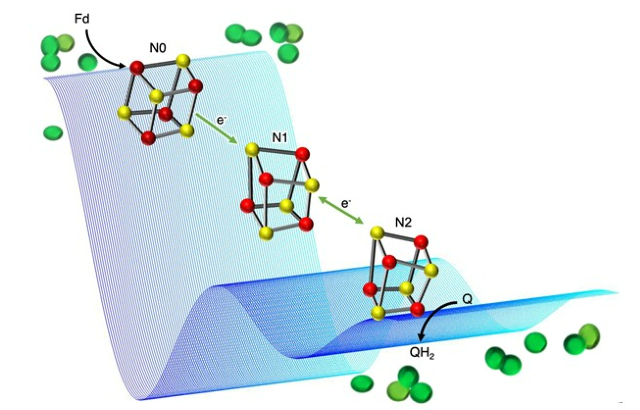 molecular structures of molecules involved
