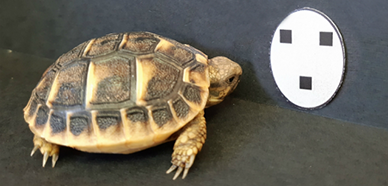 tortoise looking at an image of circle with three dots resembling a face with two eyes and a nose