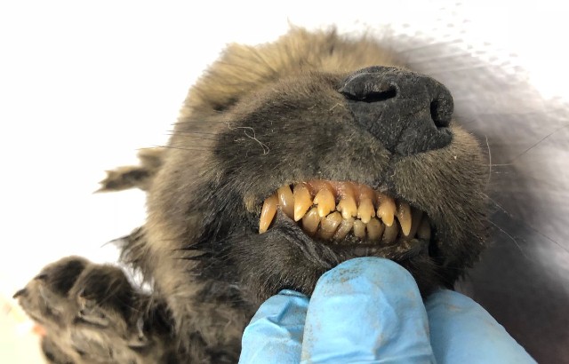 Small puppy bearing fangs