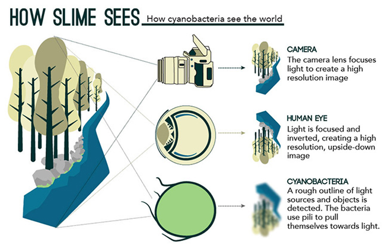 How slime sees