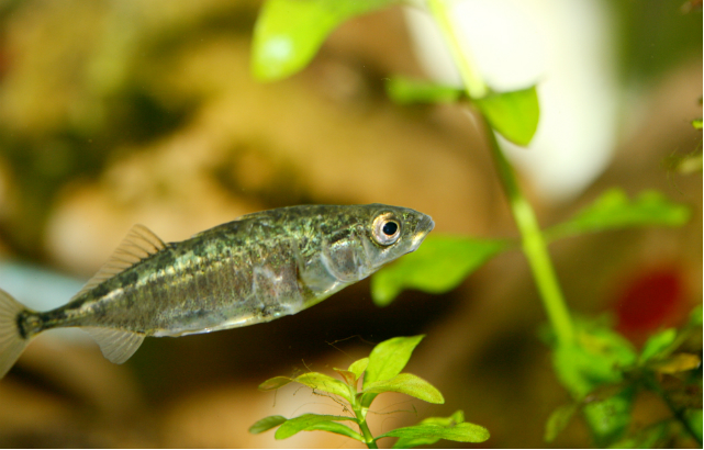 Three spined stickleback