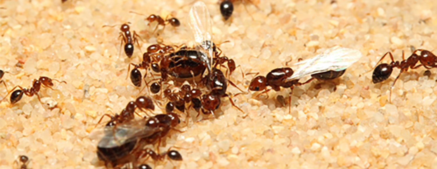 Centre for Evolutionary and Functional Genomics