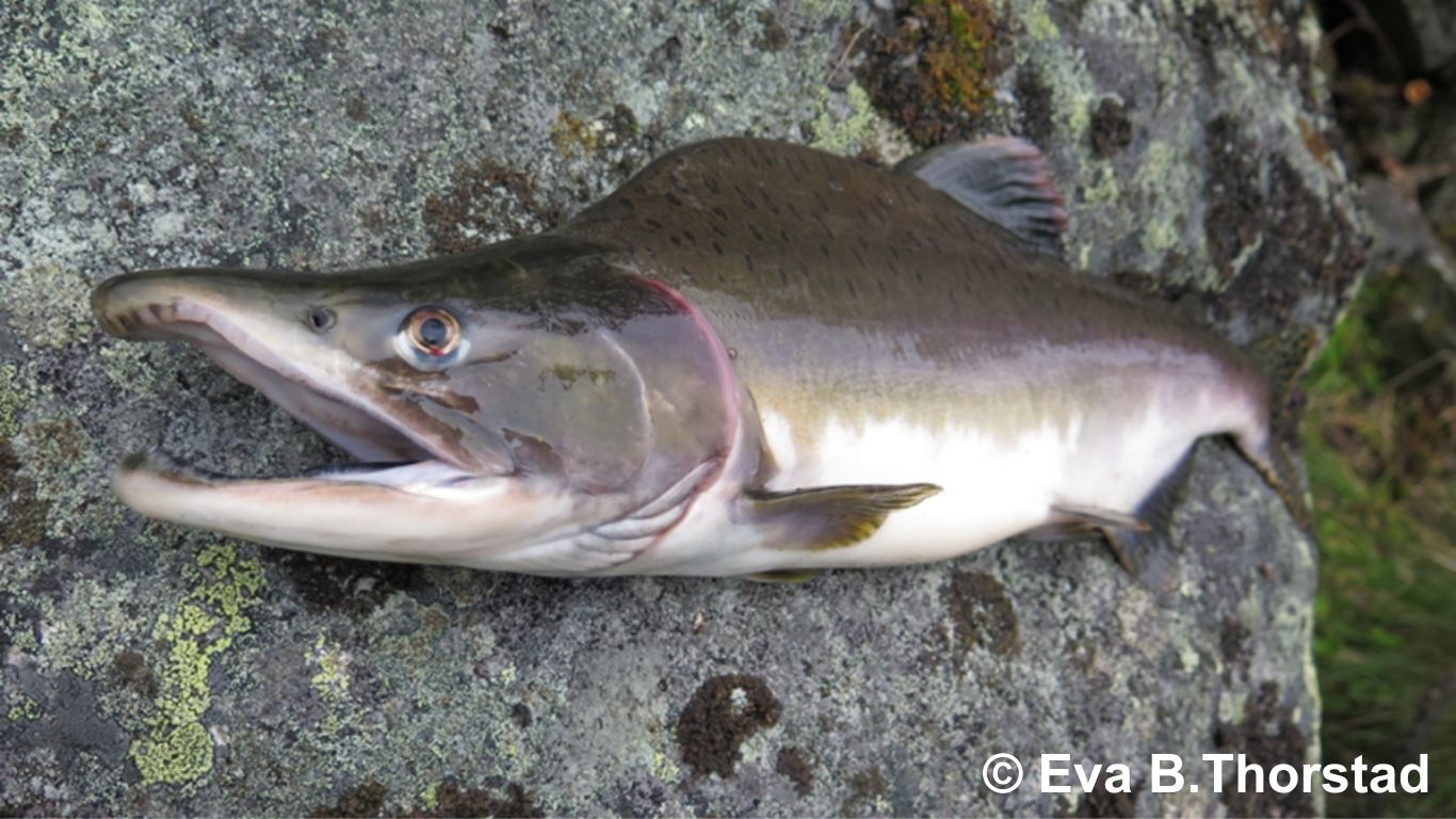 Pink Salmon © Eva B Thorstad