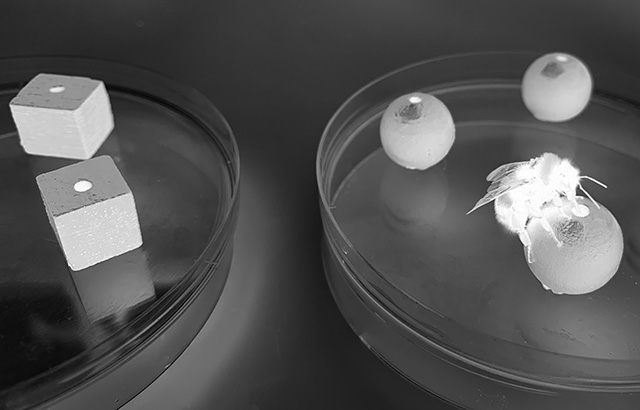 bee, bumblebee, psychology, research, university, study, experiment