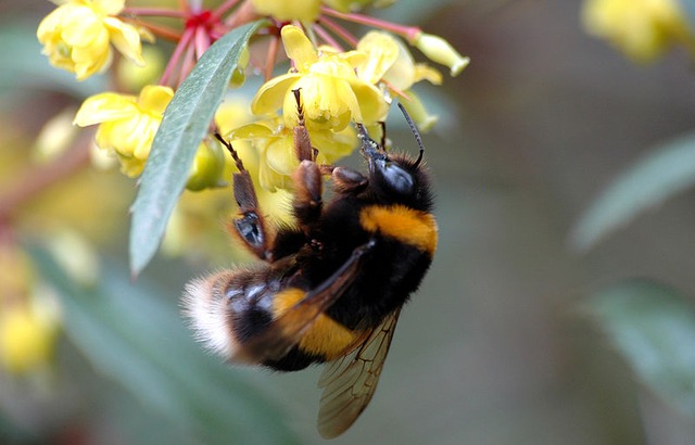 Bumblebee on yellow flower
