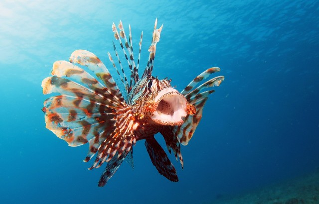 Lionfish swimming