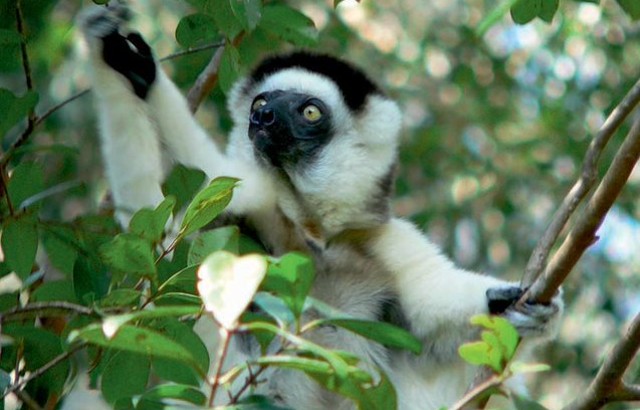 a lemur