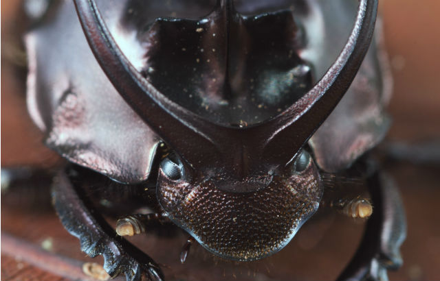 Proagaderus watenabei