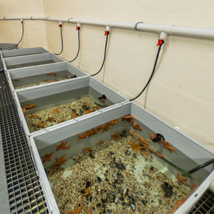 Tanks of starfish