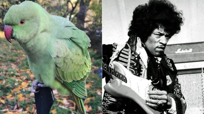 Jimi Hendri Parakeet