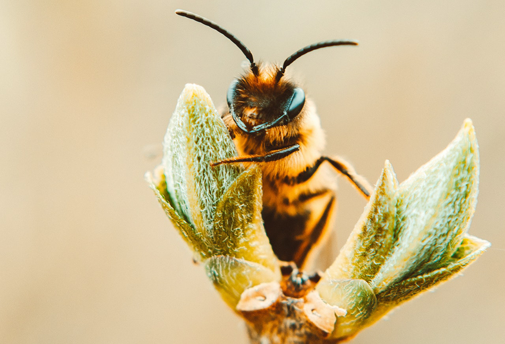 Macro Photography of Bee on a Plant