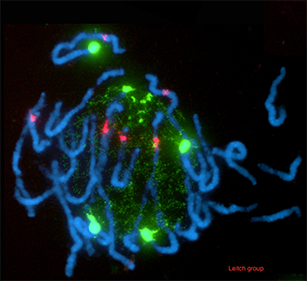 DNA expression patterns, Leitch