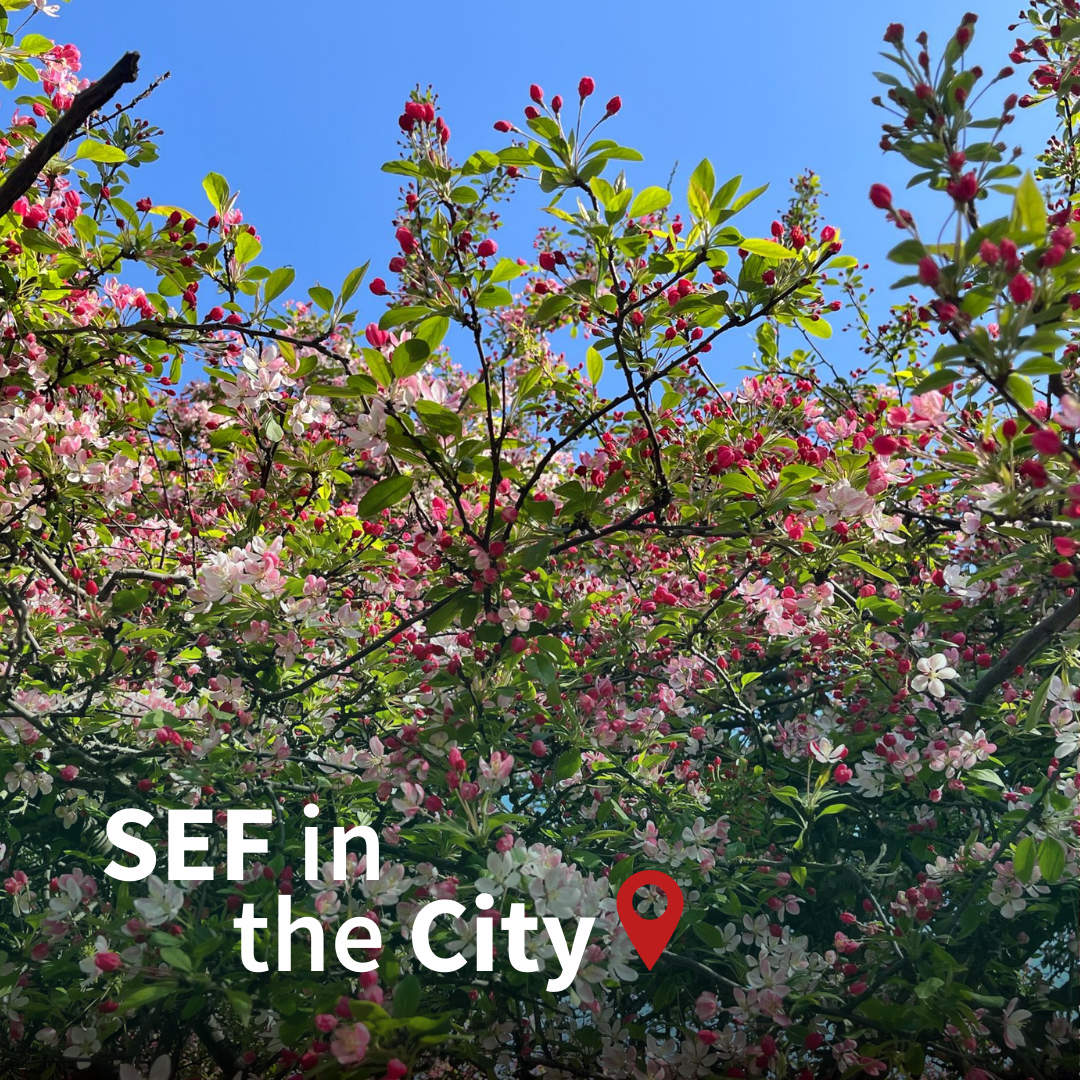 An image of pink and white blossoms with text saying 