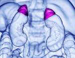 3d rendered medically accurate illustration of the adrenal gland. Photo credit: Sebastian Kaulitzki