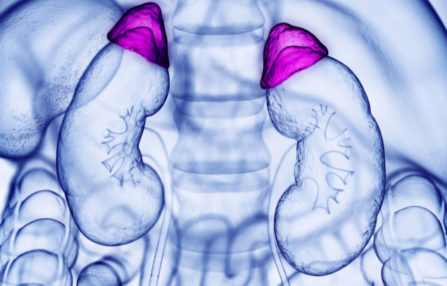 3d rendered medically accurate illustration of the adrenal gland. Photo credit: Sebastian Kaulitzki