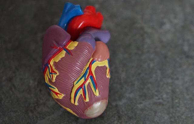 Model of a human heart