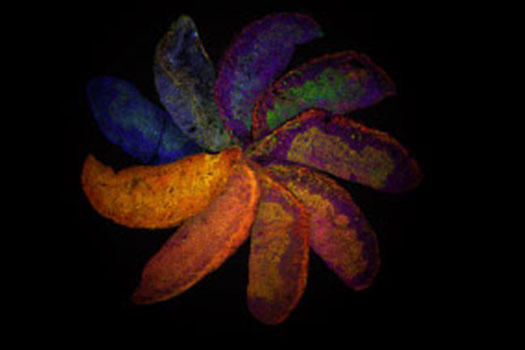 Biochemical Pharmacology