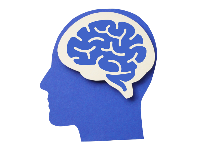 Brain